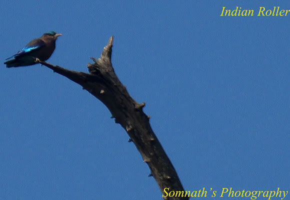 Spotting Image 1