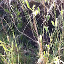 Marsh rabbit