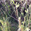 Marsh rabbit