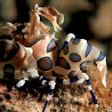 Harlequin Shrimp