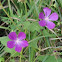 Clustered Poppy-mallow