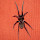 Spiders of Colombia/Arañas de Colombia