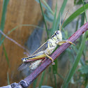 Grasshopper
