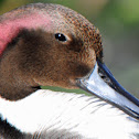 Northern Pintail (preening)