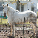 Percheron