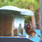 Northern Cardinal Female