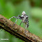 Leafhopper nymph