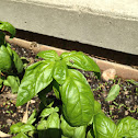 Herb Sweet Basil