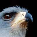 Lizard buzzard