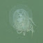Red-eye Jellyfish