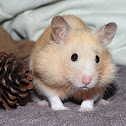Hamster