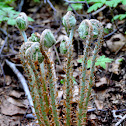 Japanese royal fern