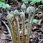 Japanese royal fern