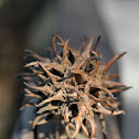 Sweetgum seedpod