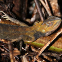 Oriental Garden Lizard