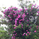 American beauty climber rose pink