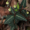 Striped Wintergreen