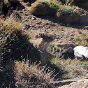 American pika