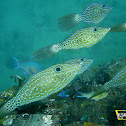 Scrawled Filefish