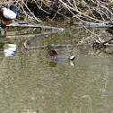 Green-winged Teal