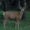 Mule deer