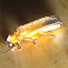 Firefly