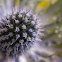 Sea-holly