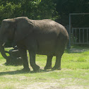 African Elephant