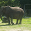 African Elephant