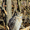 Great Horned Owl