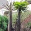 Madagascar Palm