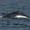 Humpback Whale