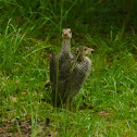 Wild Turkey (with bitties)