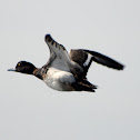 Lesser Scaup