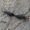 Beetle