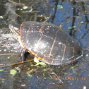 Eastern Painted Turtle