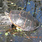 Eastern Painted Turtle