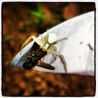 Crab Spider