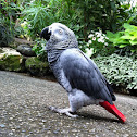 African Grey Parrot