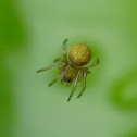 Yellow Orbweaver