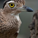 Eurasian Stone-curlew