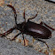 California prionus