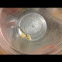 Black widow eggs