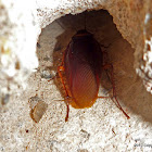 Australian Cockroach