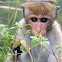 Toque Macaque Monkey
