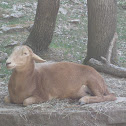 Brown Goat