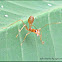 Weaver Ant