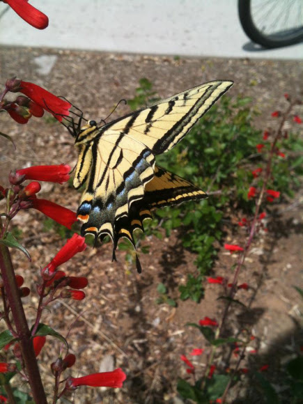 Spotting Image 1