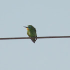 Blue-cheeked Bee-eater