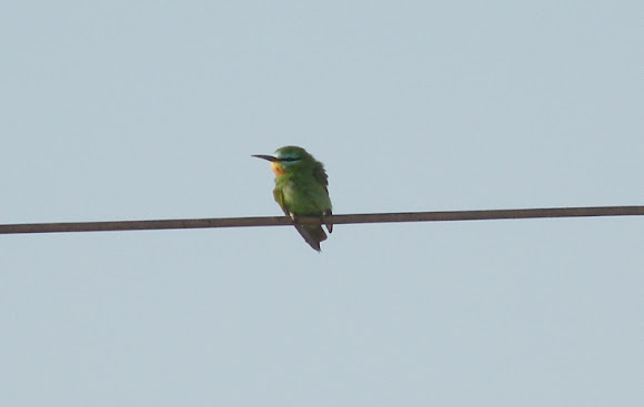 Spotting Image 1